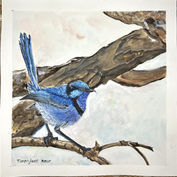 Super Fairy Wren