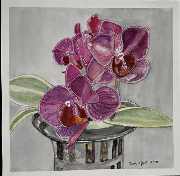 Orchids in a pot